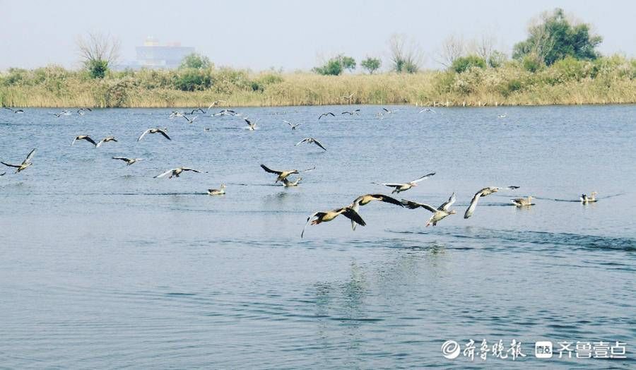 5黄河口生态旅游区新晋5A景区影响力百强