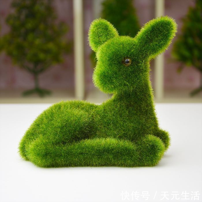 花友|花1分钟“挖青苔”,2周养成“微景观”,花友小盆景!