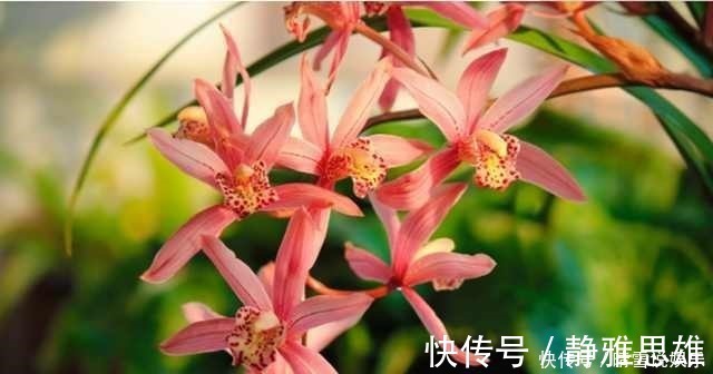 养花不开花，啥都不用学，就会用这些水浇花