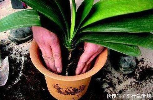 养君子兰,盆底放1把“它”,叶绿开花大,比花肥好10多倍!