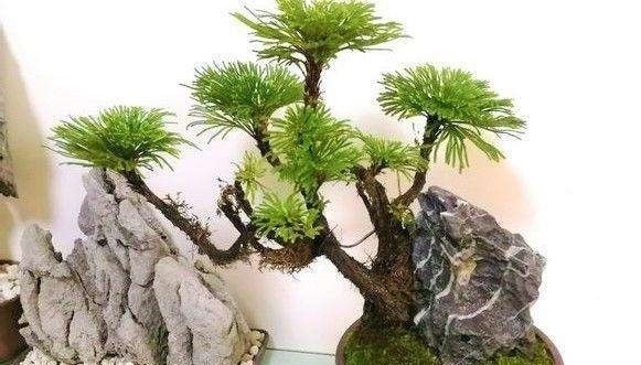 路边遇见这几种小植物，建议及时移栽，个个是好盆景