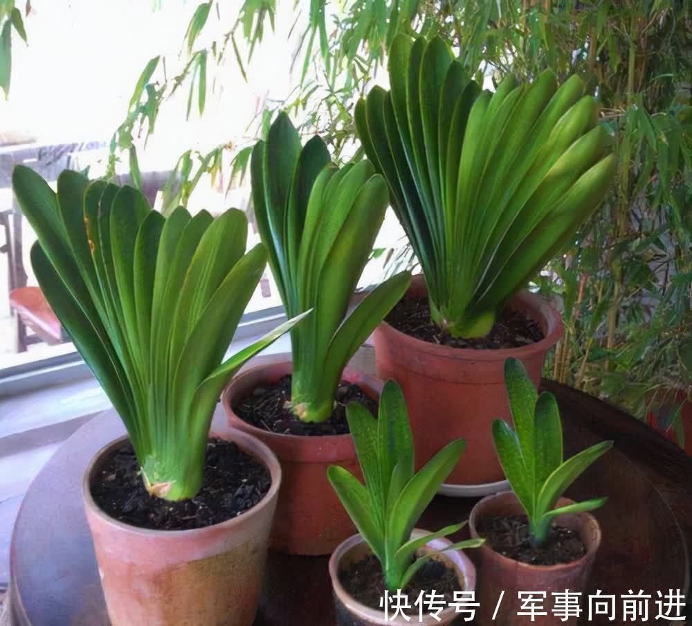 成龄|君子兰冬天要“富养”，2个基础，四个关键，做好就能开大花