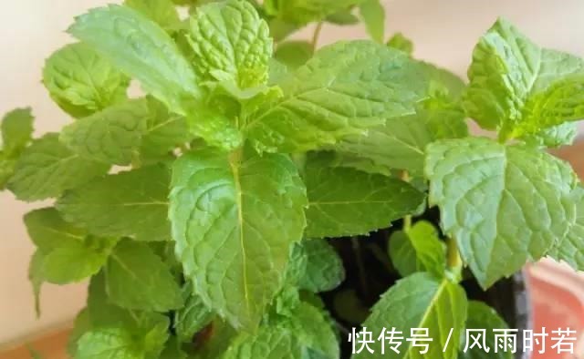 薰衣草|卧室有一盆这样的绿植,再也不担心失眠了