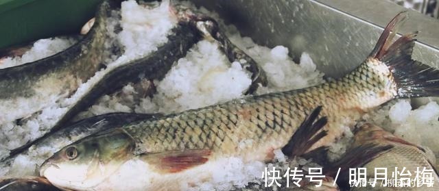 钓友|钓了这么多年草鱼,这三种饵料你可能没用过,尤其是后两种!