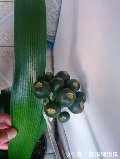媳妇把君子兰养成大白菜，原来你是如此的君子兰