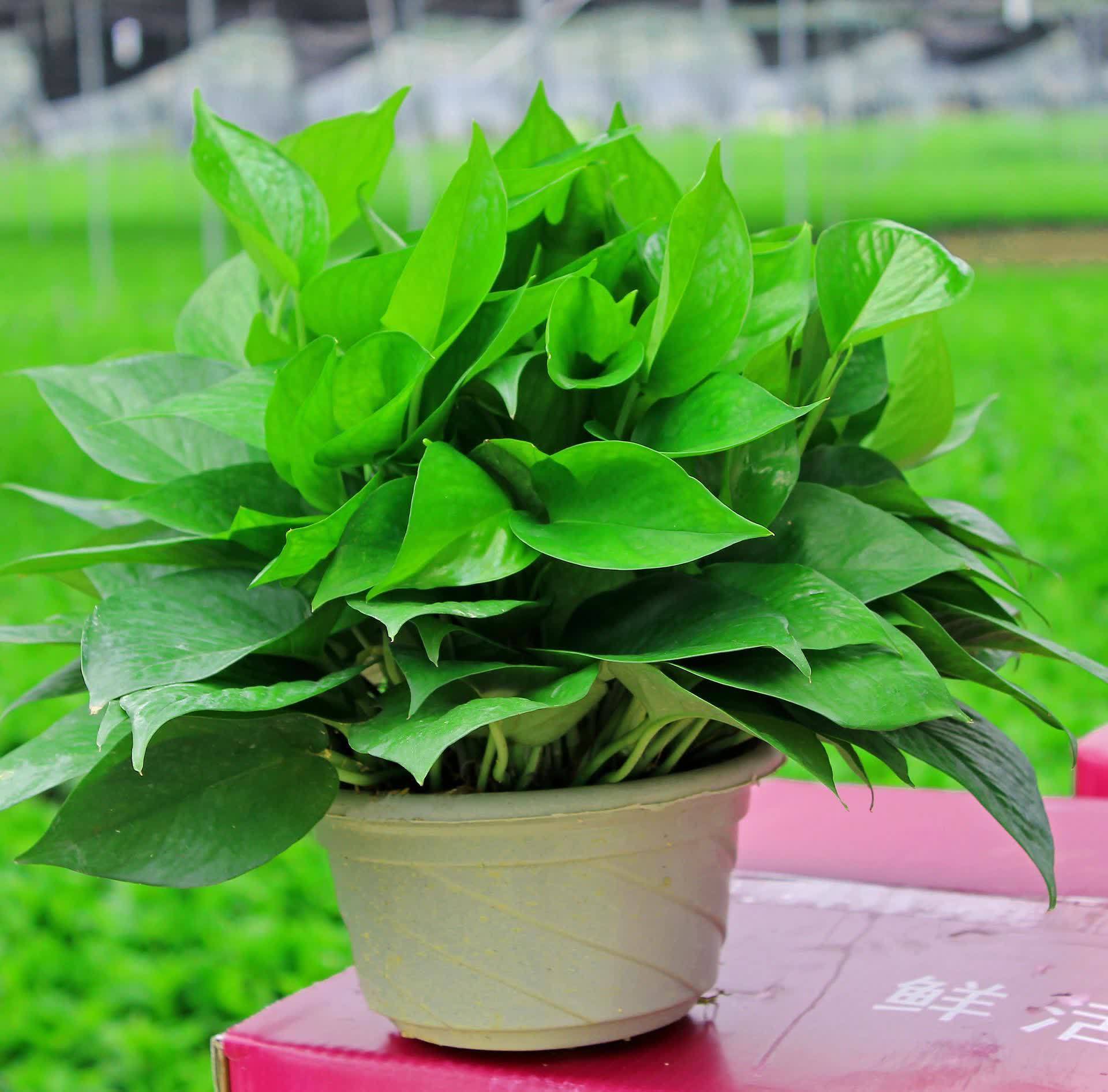 绿萝快速生长,环境很关键,做好这4点就行