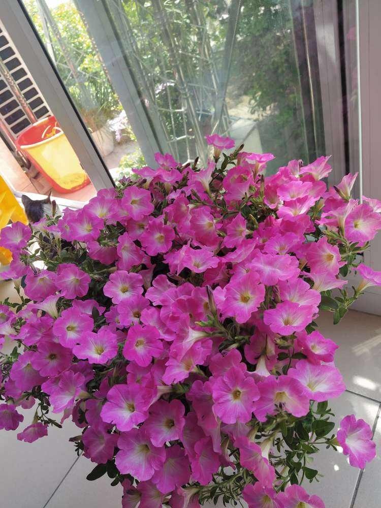 3种花,虽然名字不好听,但开花上百朵,呼呼爆花