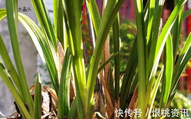 兰根|兰花烂根了怎么救花农教你几招,救活几盆烂根的兰花不成问题