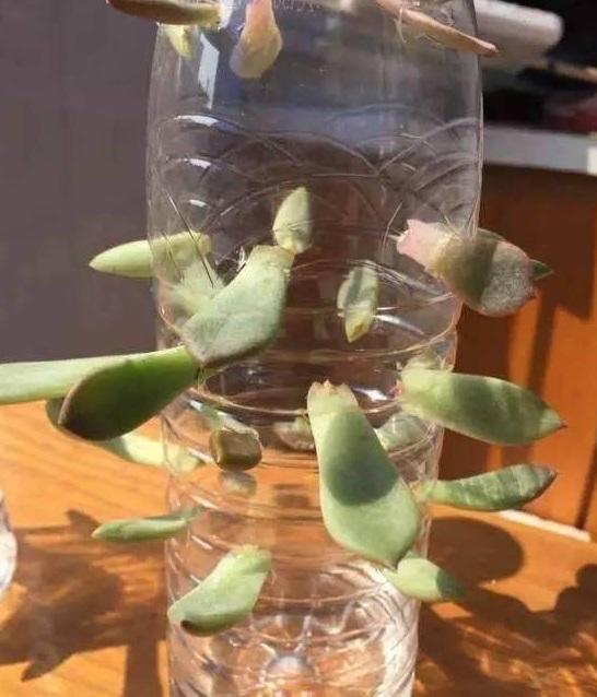 创意养护多肉，来个“神器”，生根快，叶片饱满肉质感强