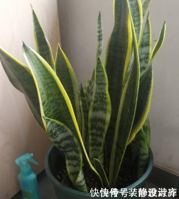 5步养出挺拔油绿的虎皮兰，1年能把花盆挤爆，小芽蹭蹭冒
