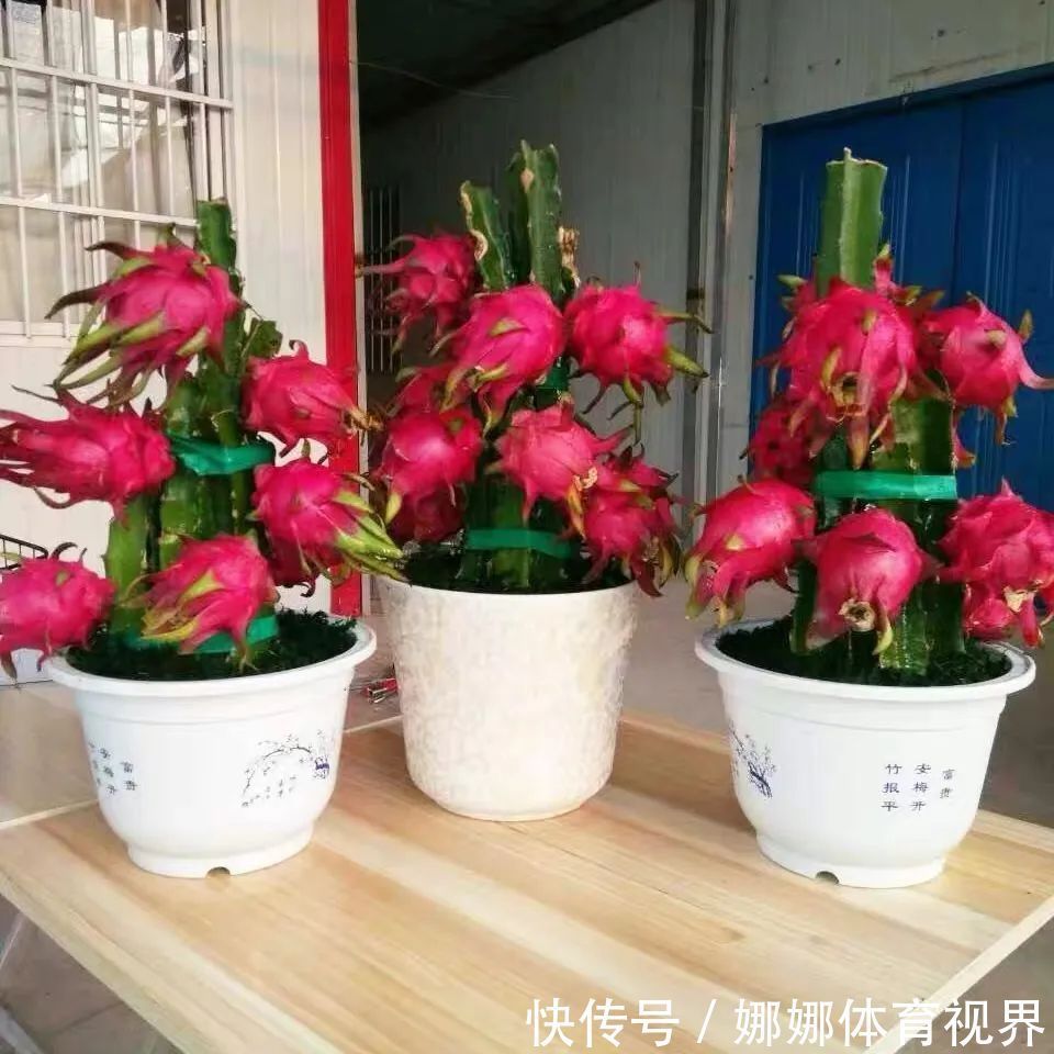 五种水果小盆栽，在家也能种，好看又美味，果实甜如蜜！