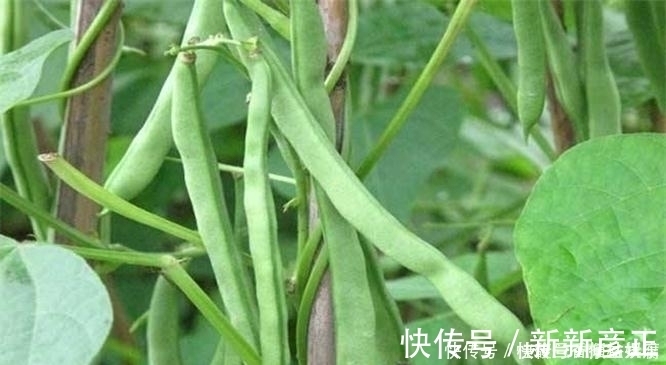 瘦身|女生不想变大妈，多吃三种食物，减肥瘦身、补血养颜，好吃又不贵