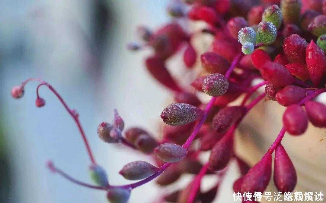 多肉吊兰样式多到你挑花眼,颜色状态是各不相同,看看你认识几个