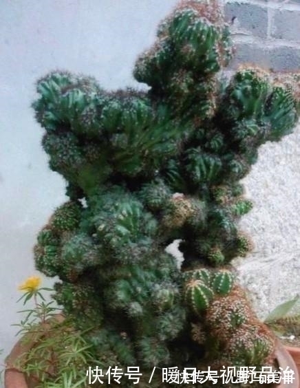 这种多肉植物不能太“小心”伺候，否则肉质茎容易腐烂哦