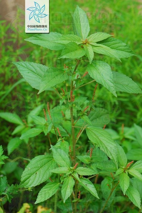 铁苋菜,见过吗解毒利湿,收敛止血用于肠炎,痢疾