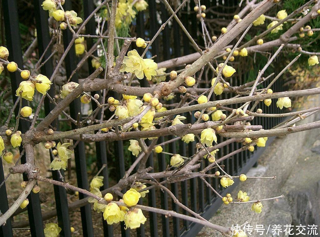 寒冷的冬春时节灿烂开花的8种观赏花卉,可露养在户外,打理简单