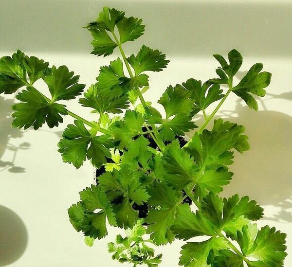 阳台怎么种盆栽芹菜秋季种刚好，1个种植窍门，长势旺收获多