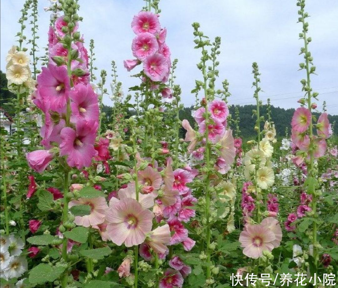 休眠|夏天5种花不休眠，天气越热，越能开花