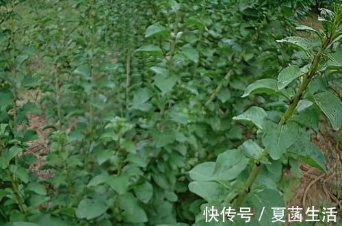 一口气|十个人九个腰疼,用此叶煮水喝,腰不疼,腿不酸,一口气上五楼