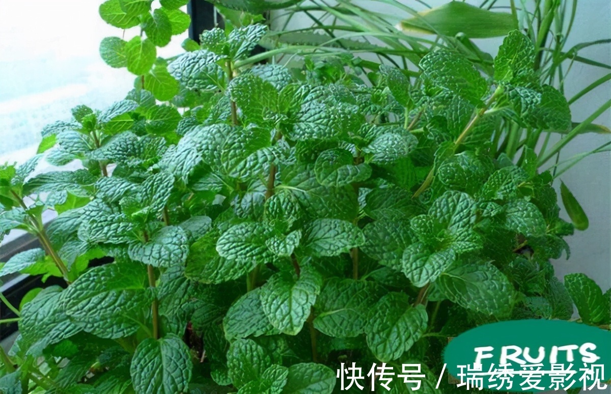 厕所再小,也要养盆吸味花,清除臭味、异味效果好