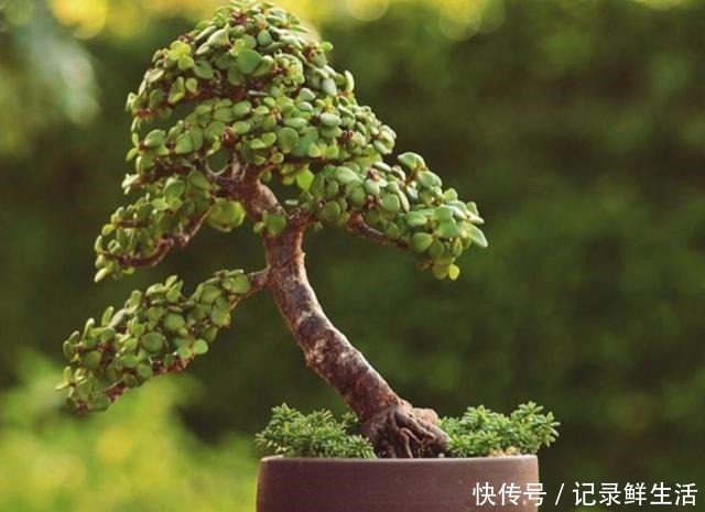 常见的4种多肉植物,也能养成漂亮的盆景,观赏效果更佳!
