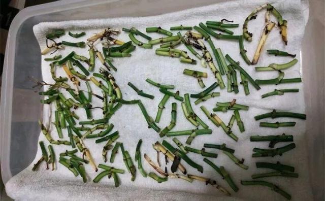 邻居养绿萝，只浇1种水，养3个月，新芽嗖嗖冒，爆盆了！