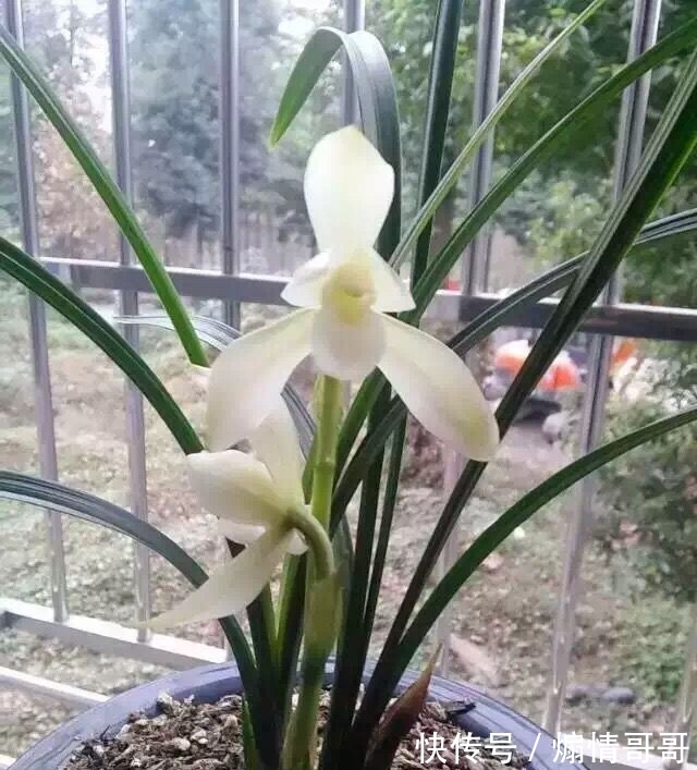 它在兰花界火了30年,温润如玉,品种高贵,随便一开就价值千金