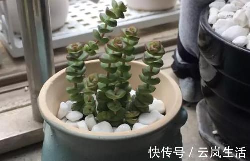 叶肥芽|养多肉植物钱串景天,注重4个地方,叶肥芽多,轻松爆盆!