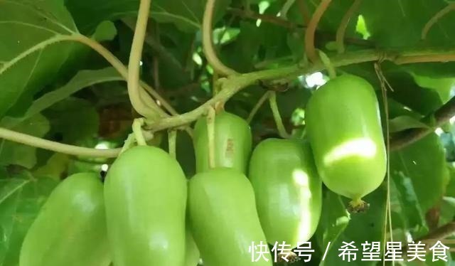 好吃|软枣果树种上两棵,好养易活,比普通水果好吃,营养多,市场好!