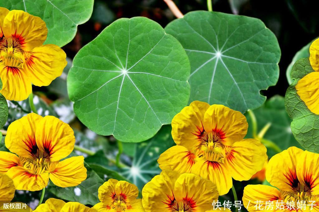 缠绕攀援的旱金莲四季开花，叶像碗莲，花如群蝶飞舞，满屋飘香