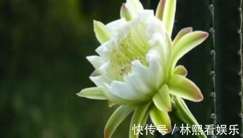 种花|“2种花”现在扦插正合适,生根快、成活率高,开花十分养眼!