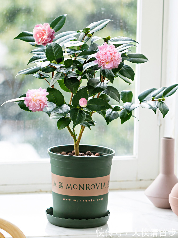 兰花|“人养花三年,花养人一生!”家居盆花100种,总有几款你喜欢