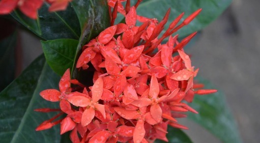在家养一盆“龙船花”，养护只需记住3点，养出色彩迷人的龙船花