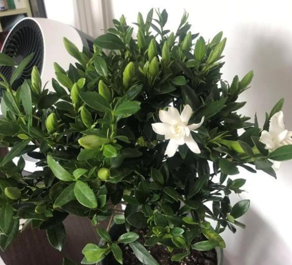 栀子花|6种“漂亮花”,7月不修剪,后悔一整年