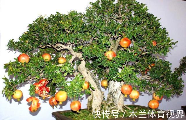 阳台上|懂石榴,栽石榴,边赏边玩6步骤完成石榴栽种全步骤