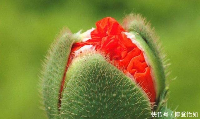 历史的教训:中国茶叶曾远销全球,如今却连1%的市场份额都不到