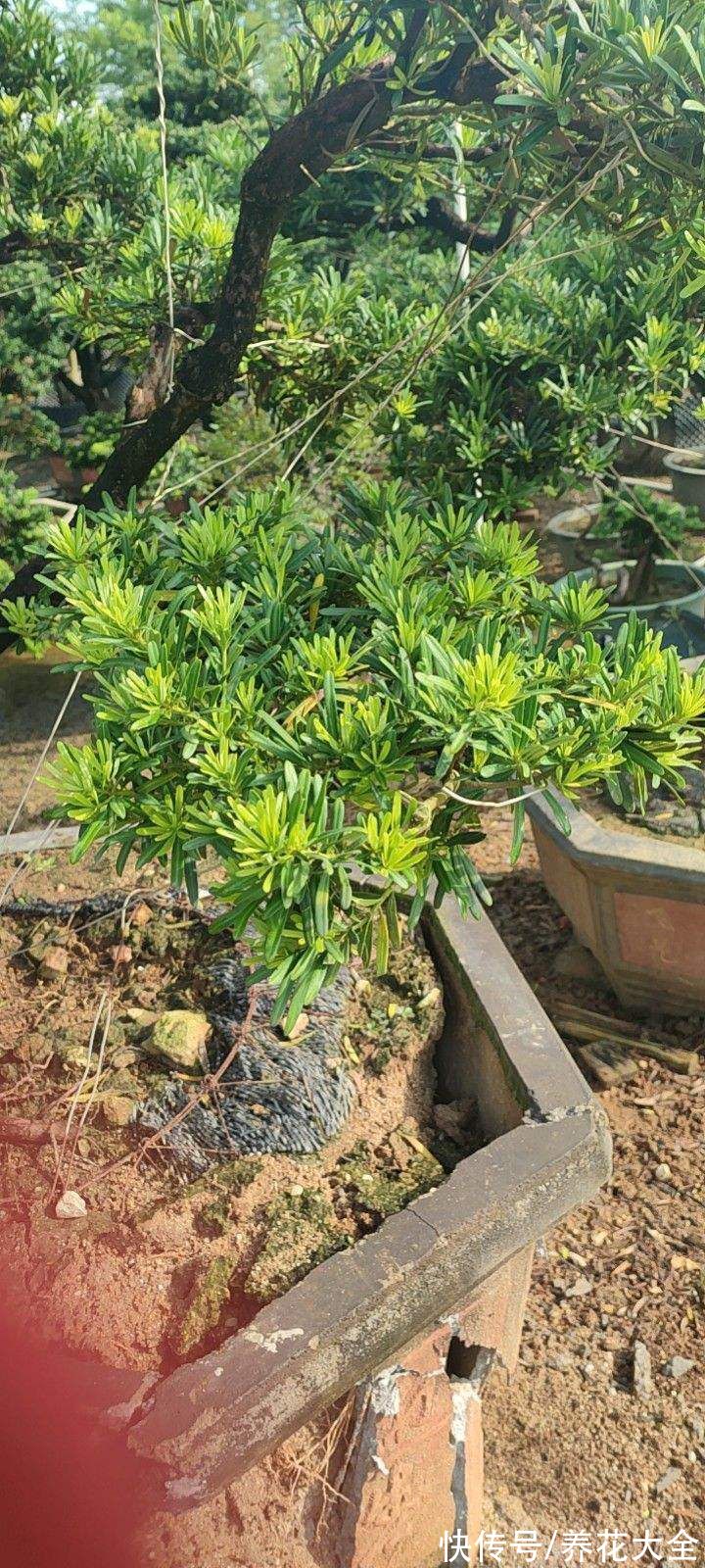 图鉴|100种常见花图鉴，图文并茂非常详细，收藏起来慢慢看