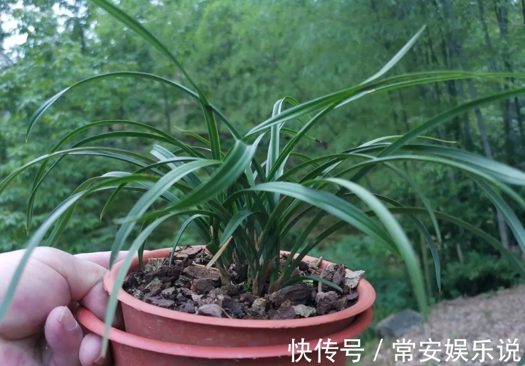 兰花叶片焦尾怎么办？试试这些方法，总有一款适合你