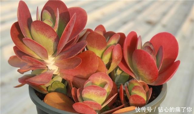 唐印，从菜到萌，从一到多！