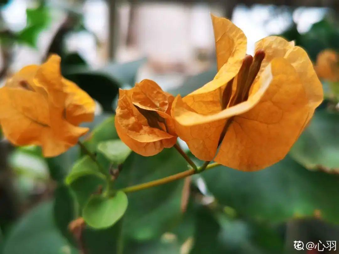 营养液|马上进入花期的花,10天一次肥,下个月就开花