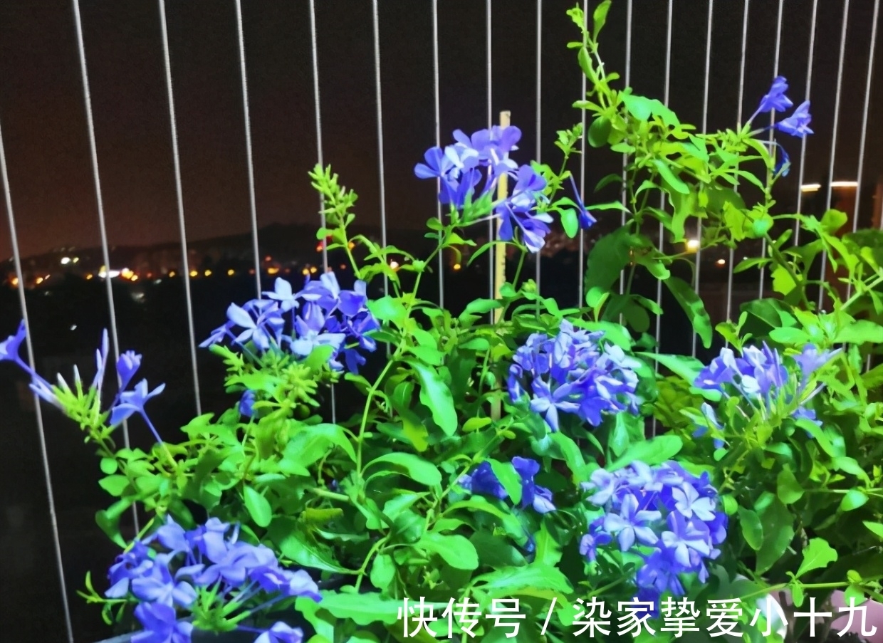 小齐|养花有没有技巧?用心记住“这些事”,就能从养花菜鸟变养花高手