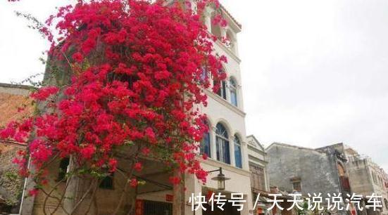 有院子不要错过,种2棵巴西进口花,一年就长成花墙,香味飘很远