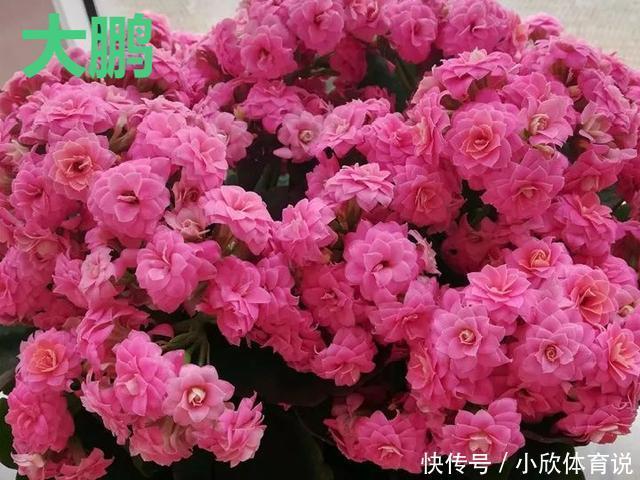 这种花品种多,花型好,养了你就爱上了!