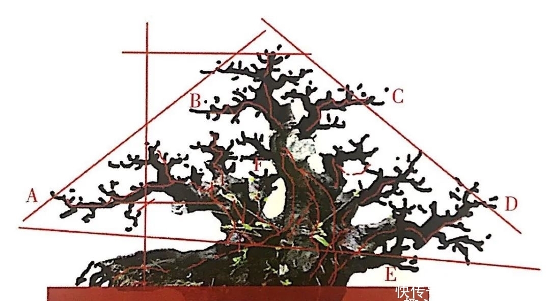 熟知雀梅习性后，临摹盆景设计案例，咱们的盆景作品指日可待！