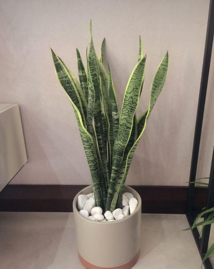 适合在卧室栽种的植株有哪些？好看还助眠，太棒了