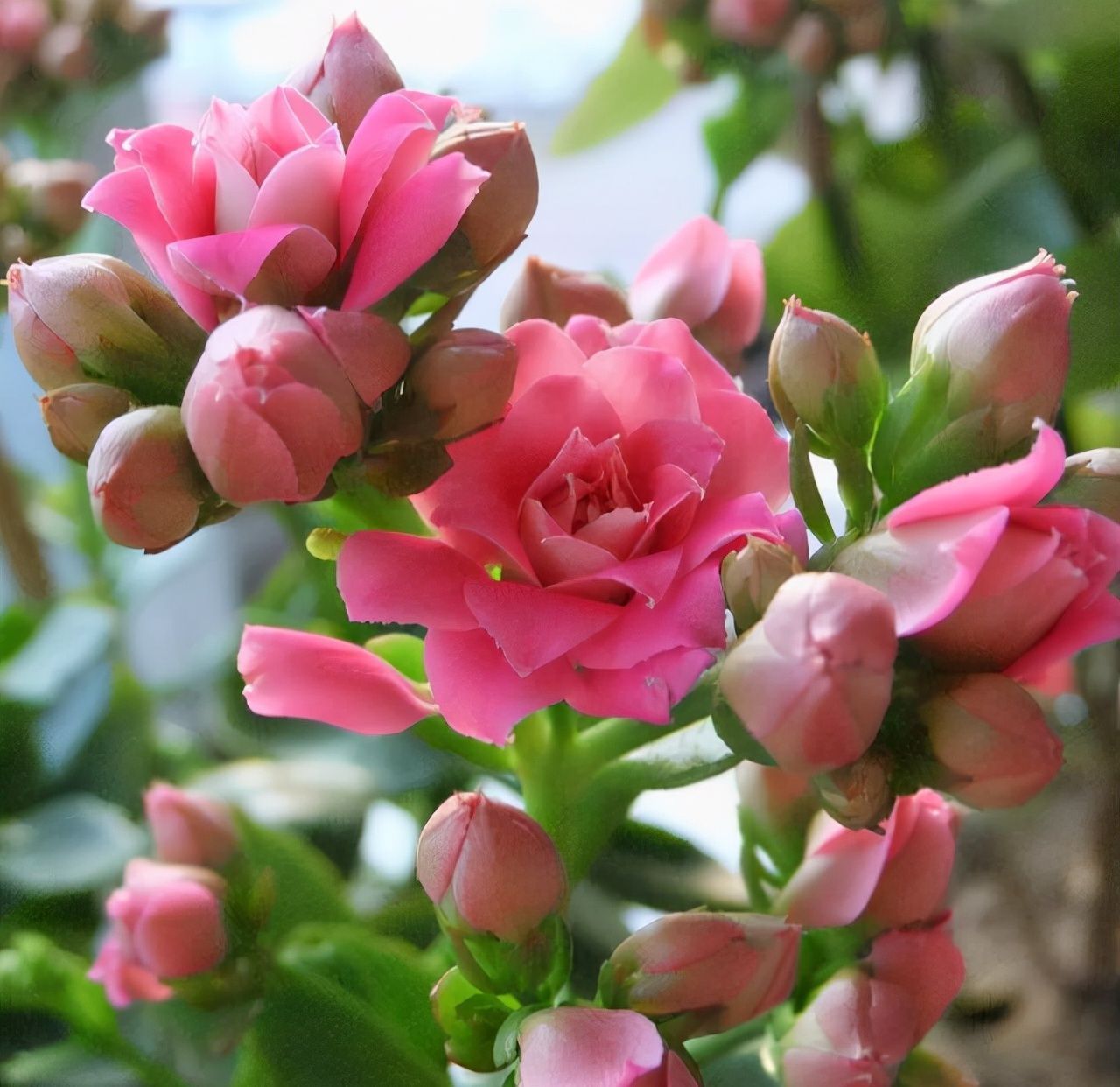 长寿花总“装菜”，赶紧“虐一虐”，加快分化，开春就能闻到花香