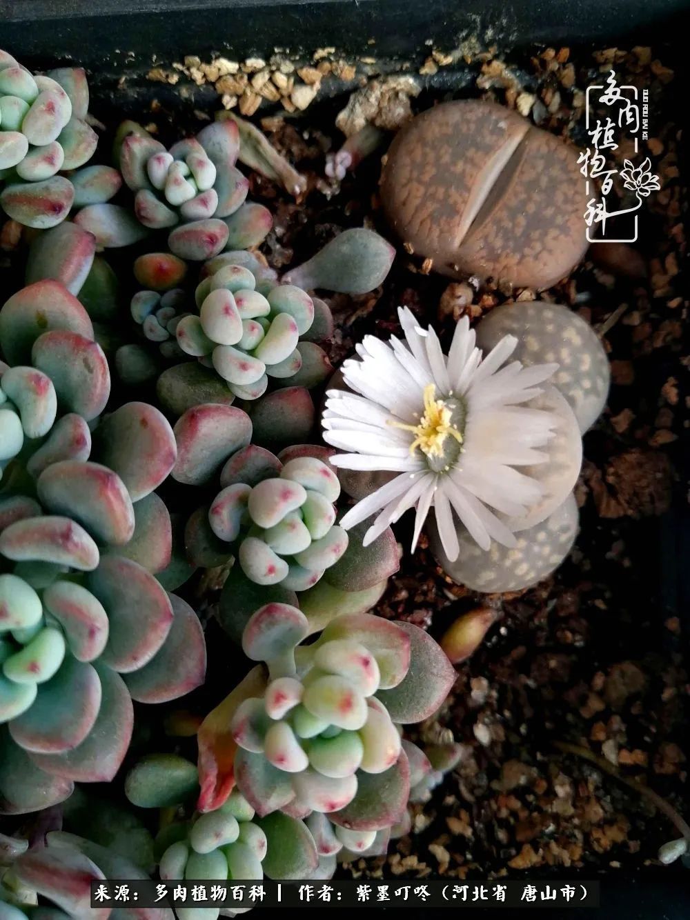 疗愈|从平凡中寻找美感，从噪杂中寻找宁静——多肉给予我的心灵疗愈！