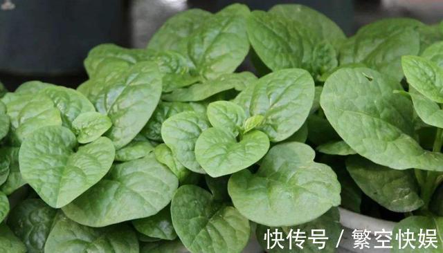 木耳菜5种最好吃的做法,每种都简单美味,看看你喜欢吃哪种