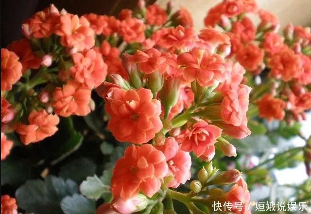 花友们|这种“养花粉”家里都有，兑水来浇花，花苞变多，好爆盆