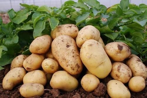 猕猴桃|脸上有斑的女士,尽量少碰2种蔬菜,常吃4种食物,或有助美白淡斑